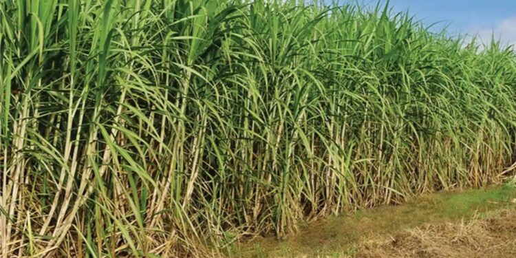 Presentaron la Mesa Cañera: difícil escenario de los productores