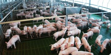 Alertan por un fuerte aumento y “competencia desleal” de las importaciones porcinas