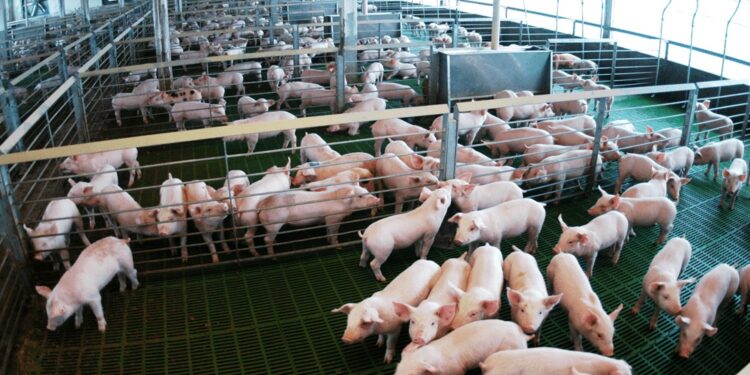 Alertan por un fuerte aumento y “competencia desleal” de las importaciones porcinas
