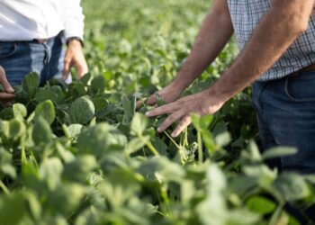 “Confianza moderada”: una encuesta a productores muestra el ánimo del campo en la previa de las elecciones