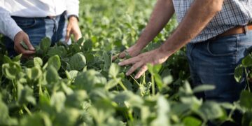 “Confianza moderada”: una encuesta a productores muestra el ánimo del campo en la previa de las elecciones