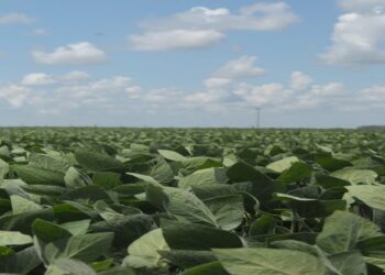 La exportación de oleaginosas creció 9%