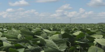 La exportación de oleaginosas creció 9%