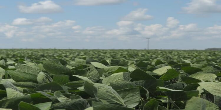 La exportación de oleaginosas creció 9%