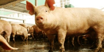 Sanidad porcina: el SENASA lanzó un nuevo plan nacional contra la Enfermedad de Aujeszky