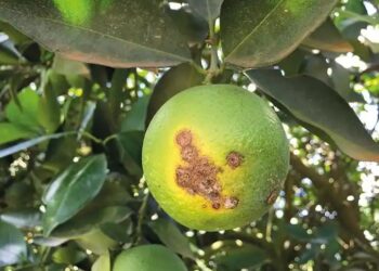 Cítricos: informe sobre el manejo sanitario en la actual campaña