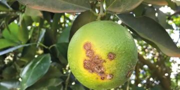 Cítricos: informe sobre el manejo sanitario en la actual campaña