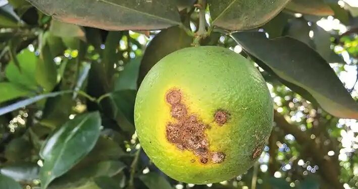 Cítricos: informe sobre el manejo sanitario en la actual campaña