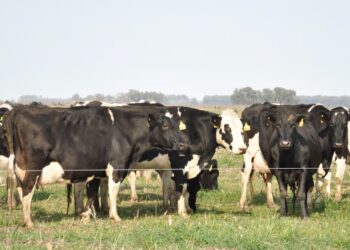 Una vacuna argentina que entusiasma al tambo: avances contra la mastitis bovina