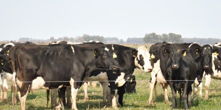 Una vacuna argentina que entusiasma al tambo: avances contra la mastitis bovina