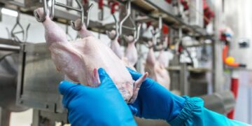 Crecen las exportaciones de carne aviar