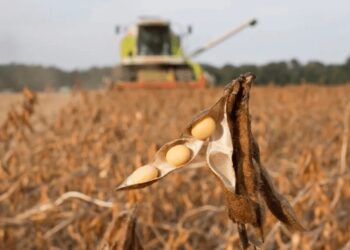 Soja “libre de deforestación”: la relación costo-beneficio puede ser favorable para el productor