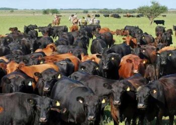 Inversiones: el RIGI para pymes sumará incentivos para compra de genética bovina y para riego