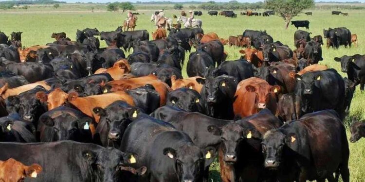 Inversiones: el RIGI para pymes sumará incentivos para compra de genética bovina y para riego