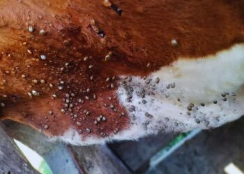 Buscan frenar a la garrapata bovina con una estrategia que combina ciencia y campo