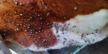 Buscan frenar a la garrapata bovina con una estrategia que combina ciencia y campo