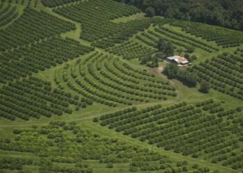 Entre 2022 y 2024, la superficie con citrus en Tucumán se redujo en más de 5.600 hectáreas