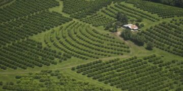 Entre 2022 y 2024, la superficie con citrus en Tucumán se redujo en más de 5.600 hectáreas