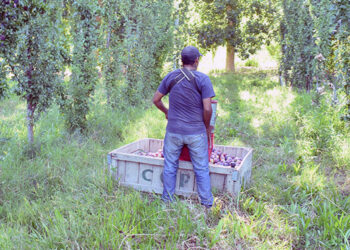 La reforma laboral de Milei: las claves del proyecto que incluye cambios en la Ley de Trabajo Agrario