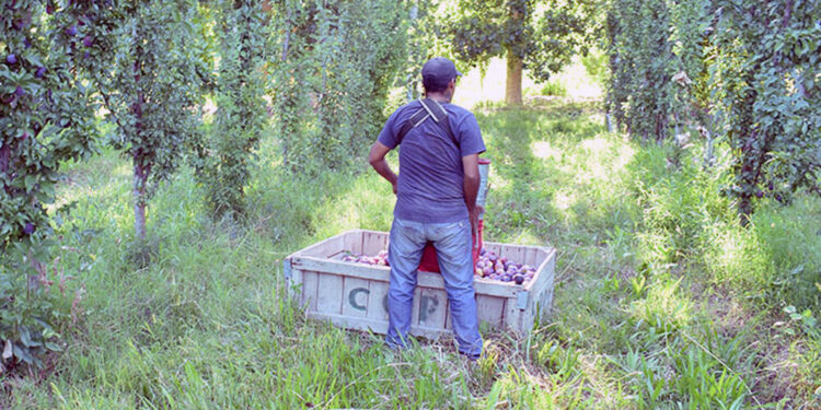 La reforma laboral de Milei: las claves del proyecto que incluye cambios en la Ley de Trabajo Agrario