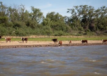 Cuatreros arrasan con el ganado en las islas y los productores afirman que el lugar “es tierra de nadie”