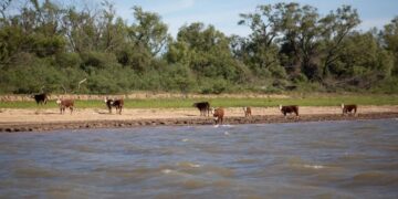 Cuatreros arrasan con el ganado en las islas y los productores afirman que el lugar “es tierra de nadie”