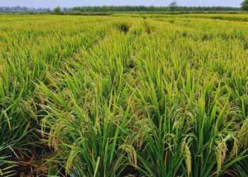Presentan dos nuevas variedades de arroz adaptadas a los sistemas productivos nacionales