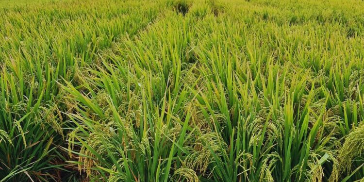 Presentan dos nuevas variedades de arroz adaptadas a los sistemas productivos nacionales