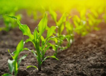 Lluvia, bajas temperaturas y heladas afectaron el sur del área agrícola