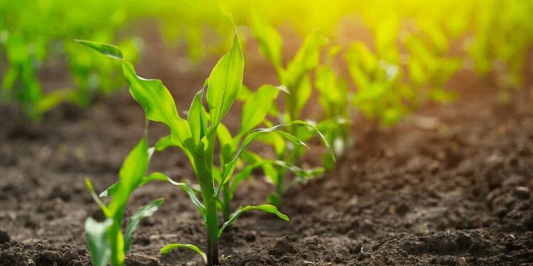 Lluvia, bajas temperaturas y heladas afectaron el sur del área agrícola
