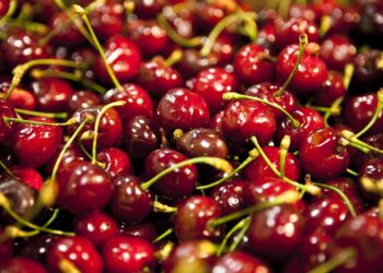 La cereza es primicia en Mendoza con buena calidad, pero menor volumen y dudas por los precios