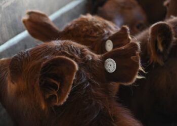 A partir de 2026, regirá en Argentina el nuevo Sistema de Identificación Electrónica de Animales