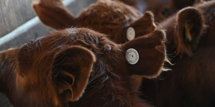 A partir de 2026, regirá en Argentina el nuevo Sistema de Identificación Electrónica de Animales