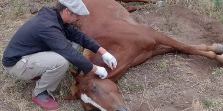 Equinos y vigilancia sanitaria: la mirada del SENASA frente al brote de encefalomielitis equina