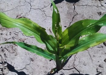 Maíz: con la chicharrita ausente, la Red de Monitoreo ahora pone las alertas en el gusano cogollero