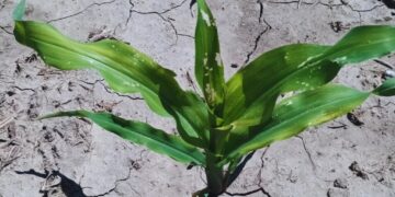 Maíz: con la chicharrita ausente, la Red de Monitoreo ahora pone las alertas en el gusano cogollero