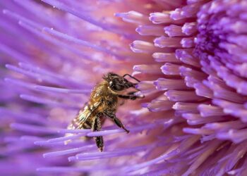 Una innovación argentina ayuda a proteger a las abejas de un virus letal