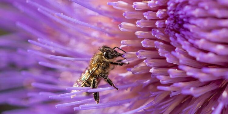 Una innovación argentina ayuda a proteger a las abejas de un virus letal
