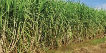 Tucumán logra un récord histórico de molienda de caña en la zafra 2025