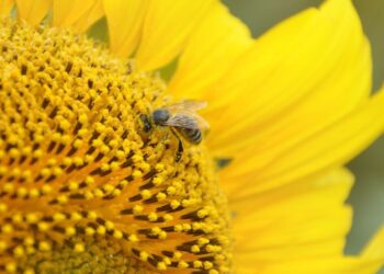 Innovación argentina al rescate de las abejas: ciencia aplicada al agro