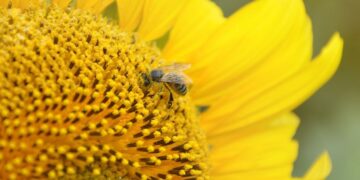 Innovación argentina al rescate de las abejas: ciencia aplicada al agro