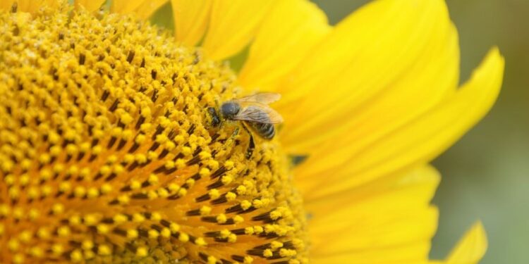 Innovación argentina al rescate de las abejas: ciencia aplicada al agro