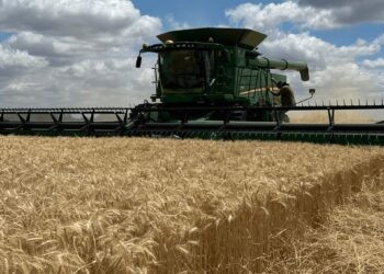 La cosecha de trigo avanza y se consolida una campaña histórica: un récord de 24,5 millones de toneladas