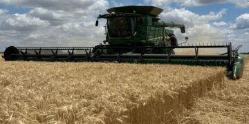 La cosecha de trigo avanza y se consolida una campaña histórica: un récord de 24,5 millones de toneladas