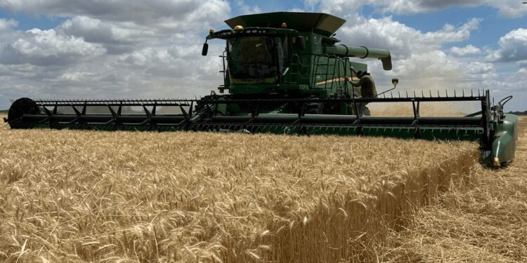 La cosecha de trigo avanza y se consolida una campaña histórica: un récord de 24,5 millones de toneladas