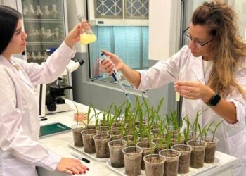 La revolución invisible: cómo una bacteria endófita está cambiando la forma de nutrir los cultivos