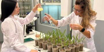 La revolución invisible: cómo una bacteria endófita está cambiando la forma de nutrir los cultivos