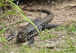Ciencia, conservación y compromiso: el criadero de lagarto overo que convierte la zootecnia en conocimiento aplicado