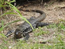 Ciencia, conservación y compromiso: el criadero de lagarto overo que convierte la zootecnia en conocimiento aplicado