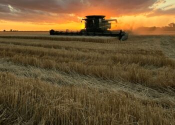 Con rindes de hasta 70 qq/ha, desde Buenos Aires también confirman una cosecha récord de trigo